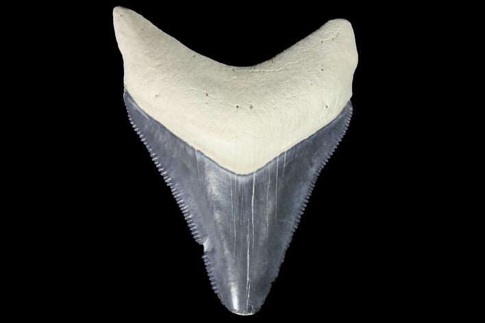 Serrated, Fossil Megalodon Tooth - Bone Valley, Florida #145091